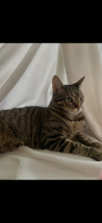 Lost Female Cat last seen Heb on fry and tuckerton, Cypress, TX 77433