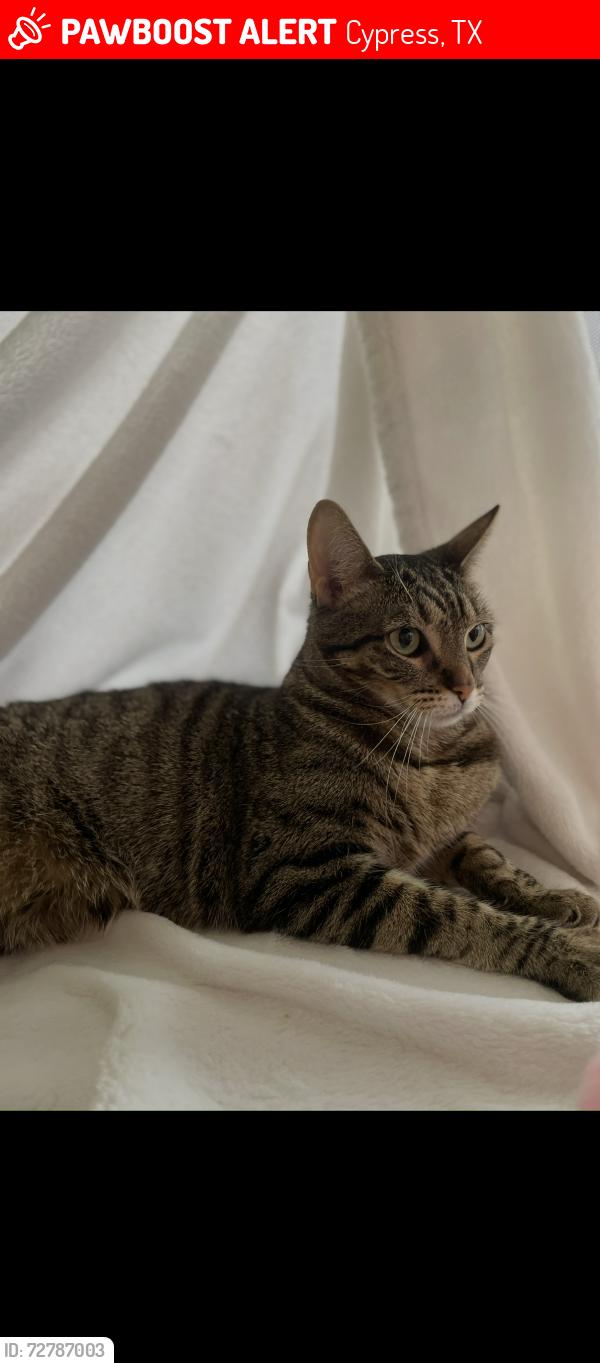 Lost Female Cat last seen Heb on fry and tuckerton, Cypress, TX 77433