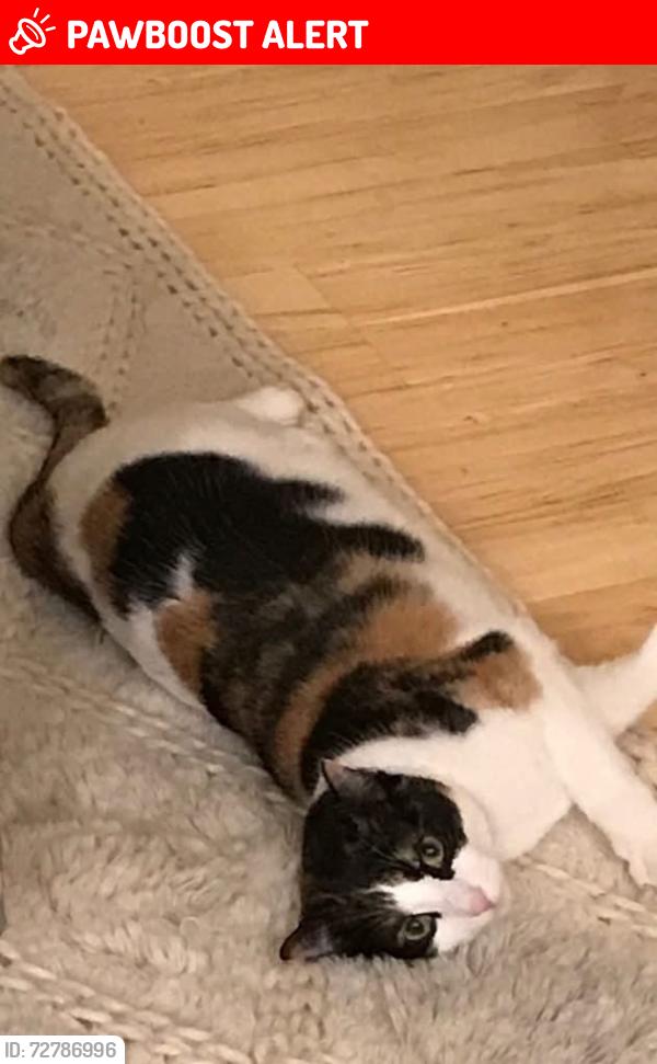 Lost Female Cat last seen Santiago , Orange Park Acres, CA 92869