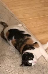 Lost Female Cat last seen Santiago , Orange Park Acres, CA 92869