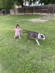 Lost Female Dog last seen Bent meadow, Converse, TX 78109