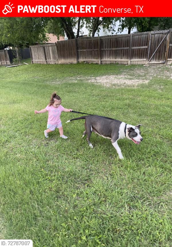 Lost Female Dog last seen Bent meadow, Converse, TX 78109