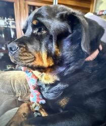 Lost Female Dog last seen marbank dr, Calgary, AB T2A
