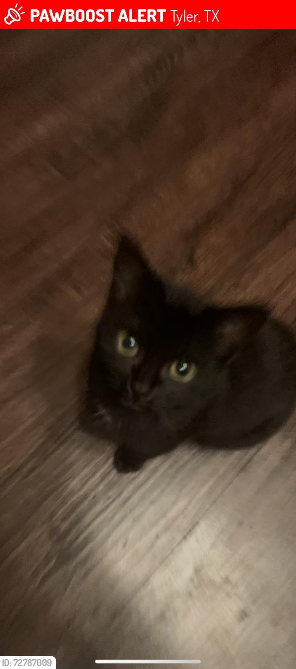 Lost Female Cat last seen My hse , Tyler, TX 75701
