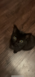 Lost Female Cat last seen My hse , Tyler, TX 75701