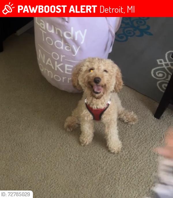 Lost Male Dog last seen Lauder and Orangelawn, Detroit, MI 48227