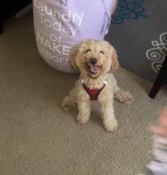 Lost Male Dog last seen Lauder and Orangelawn, Detroit, MI 48227
