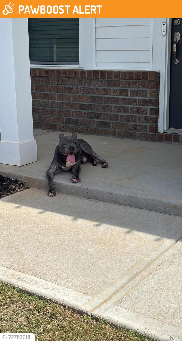 Found/Stray Male Dog last seen Appalachian Drive , Spartanburg County, SC 29369