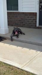 Found/Stray Male Dog last seen Appalachian Drive , Spartanburg County, SC 29369