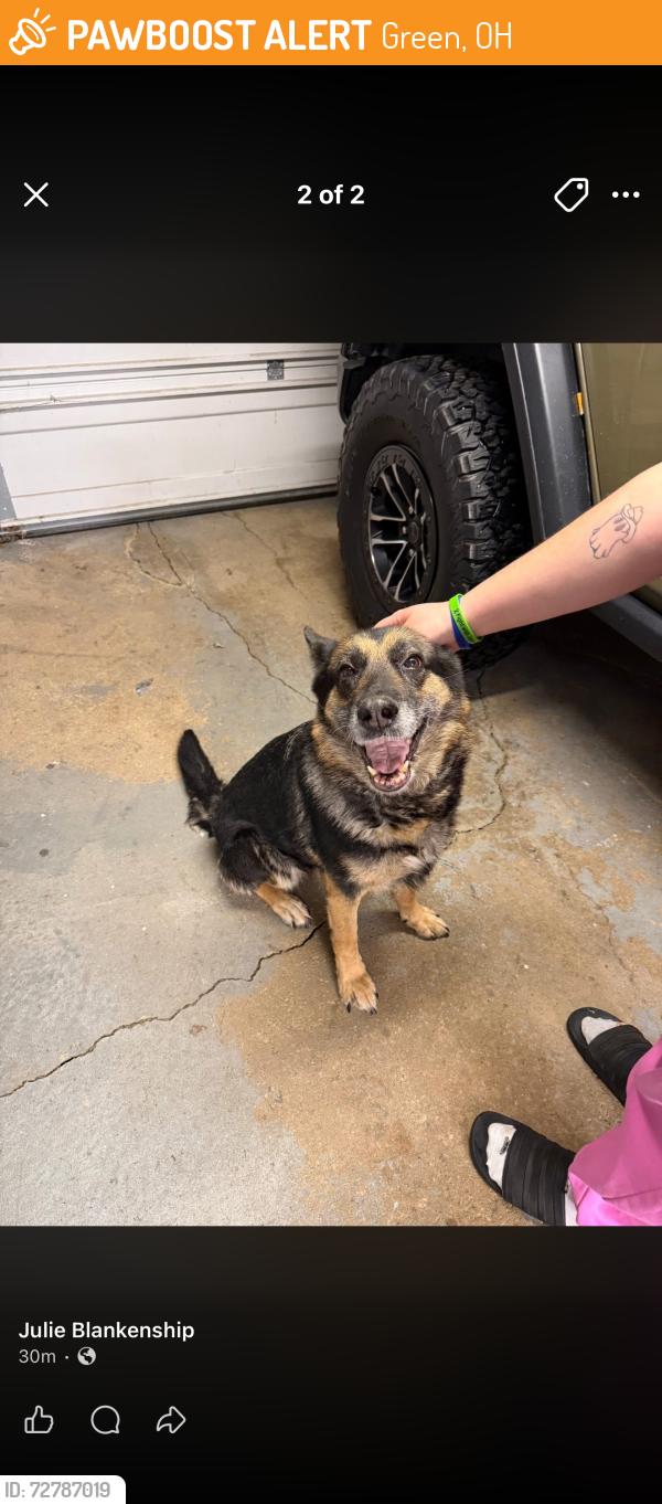 Found/Stray Female Dog last seen Mayfair rd, Ariss park, Green, OH 44685