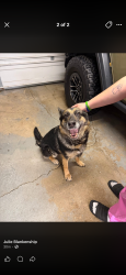 Found/Stray Female Dog last seen Mayfair rd, Ariss park, Green, OH 44685