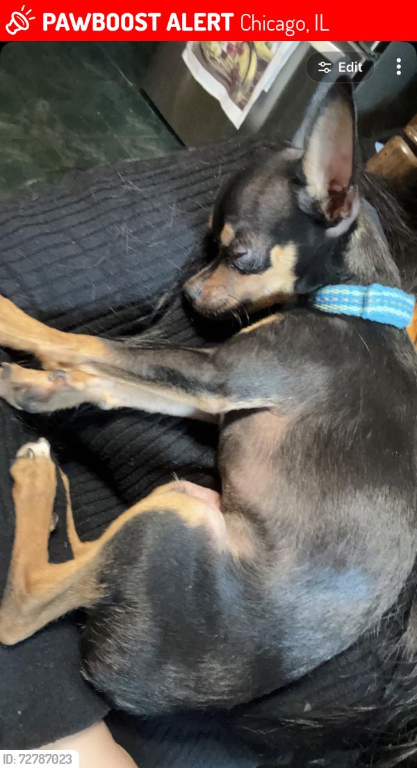 Lost Male Dog last seen Near bust stop on Indiana ave & 136th Pl , Chicago, IL 60827