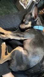 Lost Male Dog last seen Near bust stop on Indiana ave & 136th Pl , Chicago, IL 60827