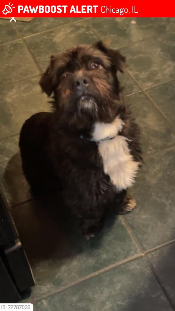 Lost Male Dog last seen Near bust stop on Indiana ave & 136th Pl , Chicago, IL 60827