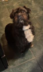 Lost Male Dog last seen Near bust stop on Indiana ave & 136th Pl , Chicago, IL 60827