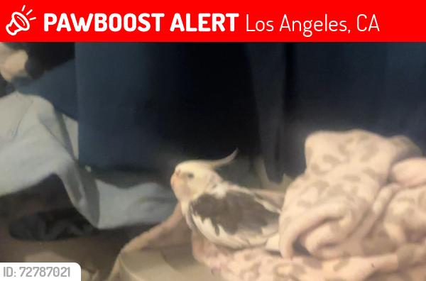 Lost Unknown Bird last seen Pacoima, Los Angeles, CA 91331