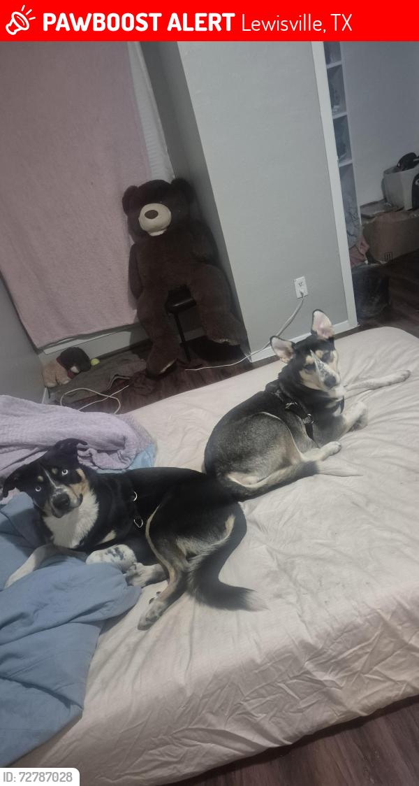 Lost Male Dog last seen Near fox ave, Lewisville, TX 75067