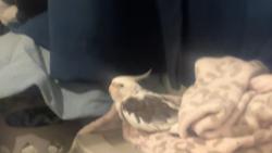 Lost Unknown Bird last seen Pacoima, Los Angeles, CA 91331