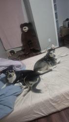 Lost Male Dog last seen Near fox ave, Lewisville, TX 75067