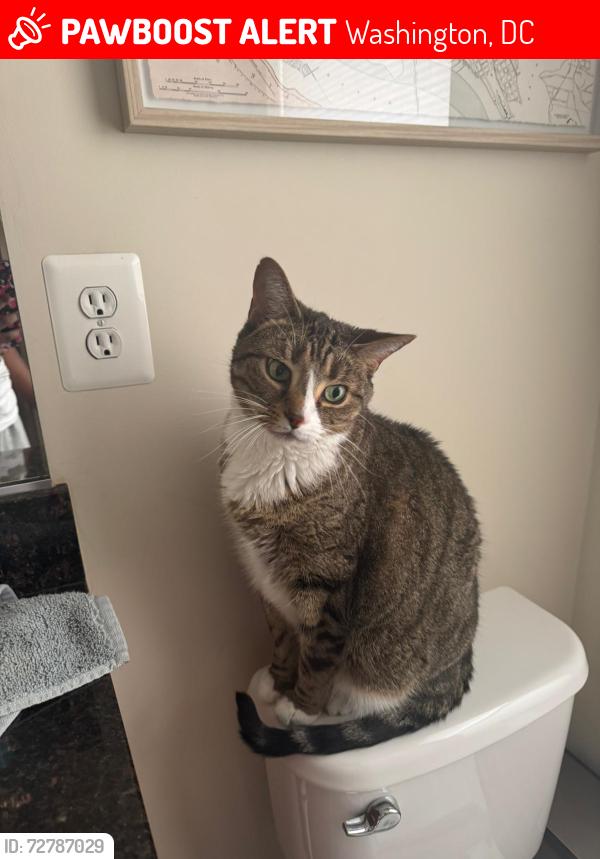 Lost Male Cat last seen Crittenden and N. Capitol st nw, Washington, DC 20011