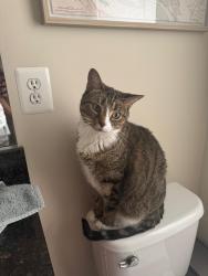 Lost Male Cat last seen Crittenden and N. Capitol st nw, Washington, DC 20011