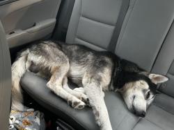 Found/Stray Male Dog last seen Red musket trl., San Antonio, TX 78245