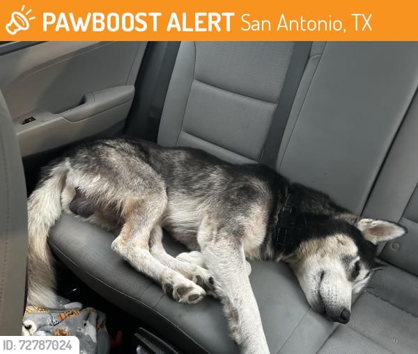 Found/Stray Male Dog last seen Red musket trl., San Antonio, TX 78245
