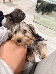 Lost Male Dog last seen Duval and market st , San Diego, CA 92102