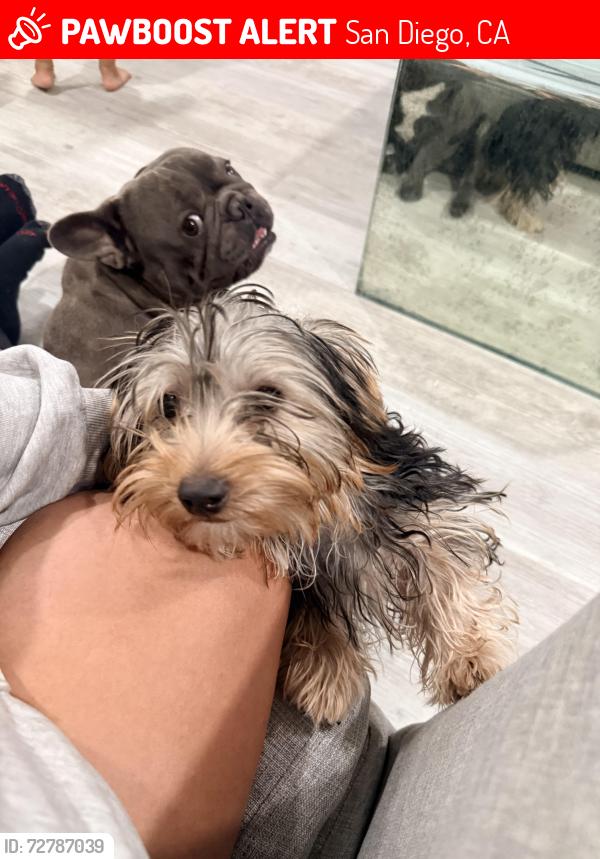 Lost Male Dog last seen Duval and market st , San Diego, CA 92102