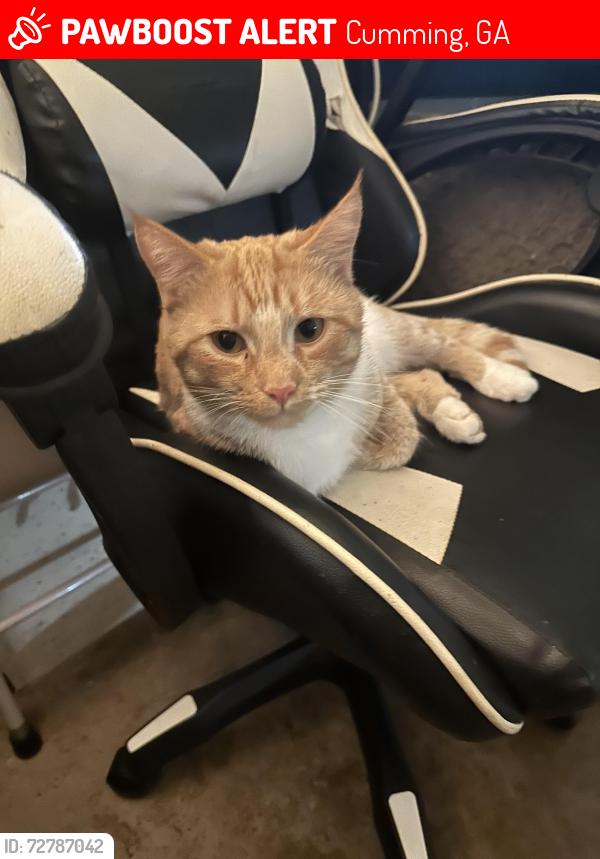 Lost Male Cat last seen Near Ashbury Ln, Cumming, GA 30028
