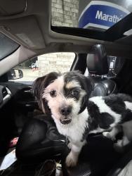 Found/Stray Male Dog last seen Ross, Memphis, TN 38118