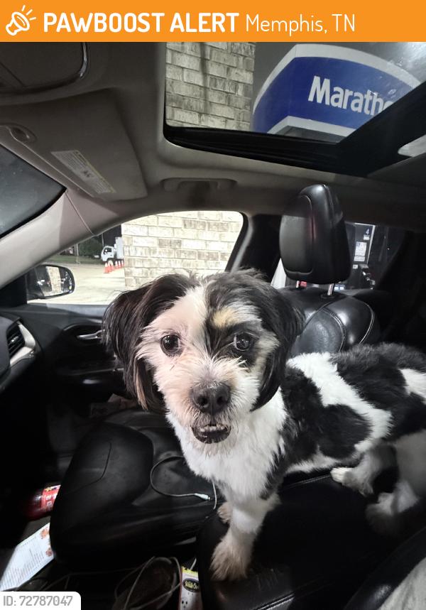 Found/Stray Male Dog last seen Ross, Memphis, TN 38118