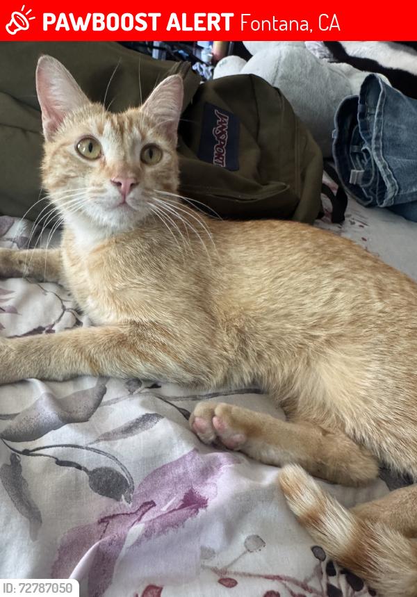Lost Male Cat last seen beach ave & san bernardino, Fontana, CA 92335