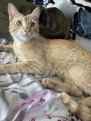 Lost Male Cat last seen beach ave & san bernardino, Fontana, CA 92335