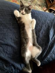 Lost Male Cat last seen Windy Hill & Dove Hill est , Kyle, TX 78640