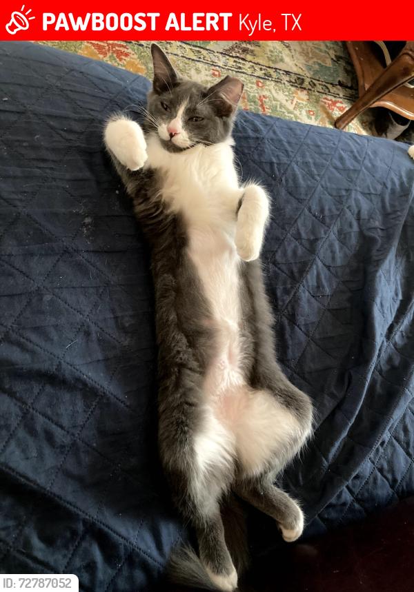 Lost Male Cat last seen Windy Hill & Dove Hill est , Kyle, TX 78640