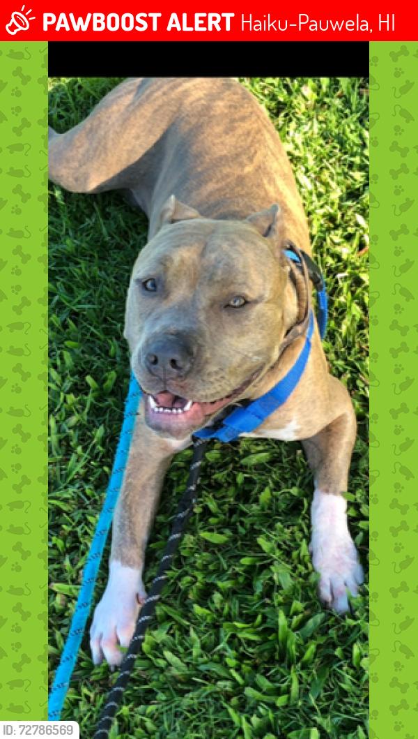 Lost Female Dog last seen Kaupakalua Road, Haiku-Pauwela, HI 96779