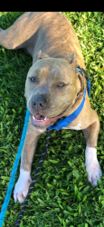 Lost Female Dog last seen Kaupakalua Road, Haiku-Pauwela, HI 96779