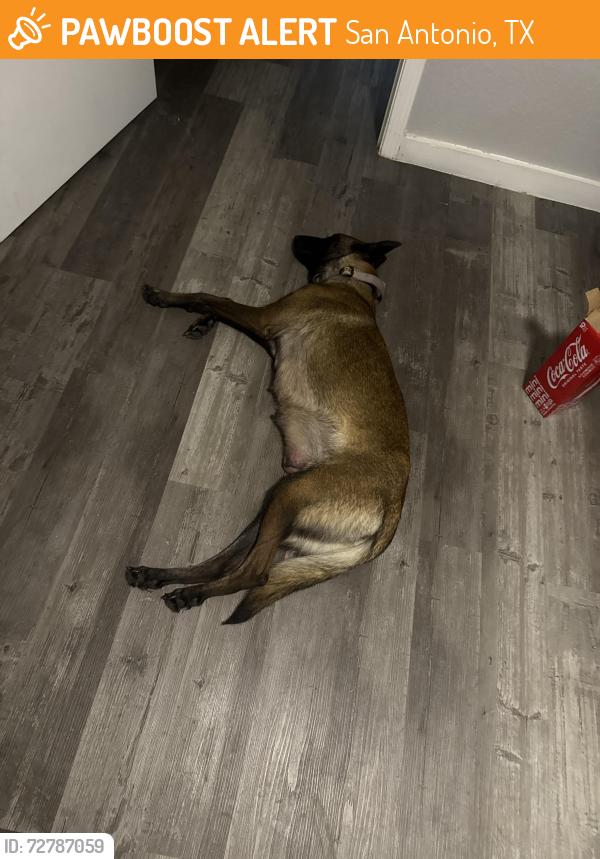 Found/Stray Female Dog last seen Military and Marbach , San Antonio, TX 78245