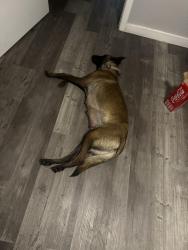 Found/Stray Female Dog last seen Military and Marbach , San Antonio, TX 78245