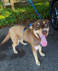 Found/Stray  Dog last seen Near Lee Road 152 Opelika, AL. 36804, Opelika, AL 36804