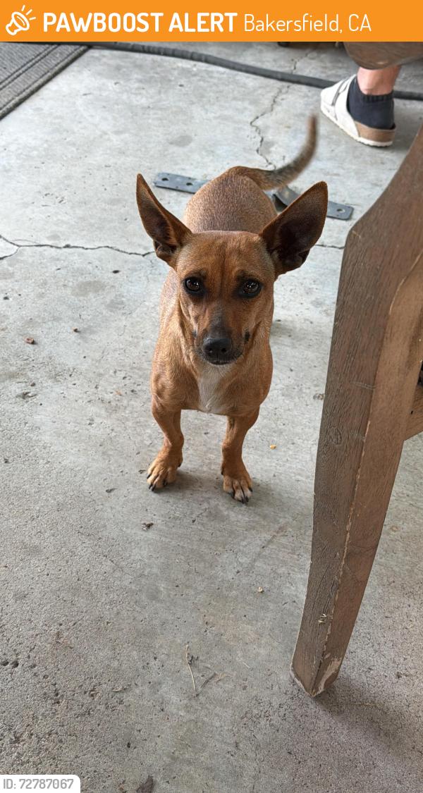 Found/Stray Female Dog last seen Huges , Bakersfield, CA 93304