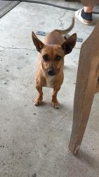 Found/Stray Female Dog last seen Huges , Bakersfield, CA 93304