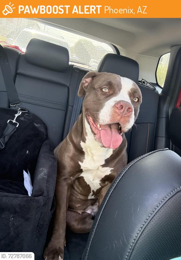 Found/Stray Female Dog last seen 40th st and Thomas , Phoenix, AZ 85018