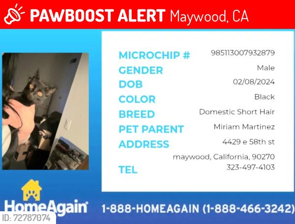 Lost Male Cat last seen Atlantic/slauson, Maywood, CA 90270