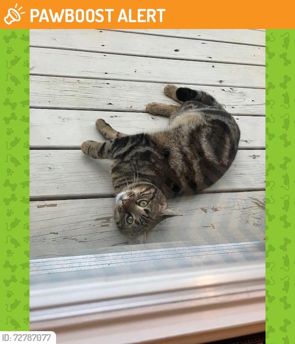 Found/Stray Male Cat last seen Reams Rd & Wenatchee Rd, North Chesterfield, VA 23236