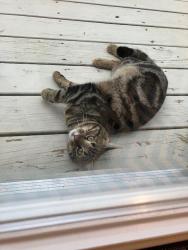 Found/Stray Male Cat last seen Reams Rd & Wenatchee Rd, North Chesterfield, VA 23236