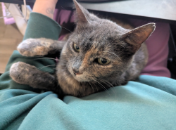 Lost Female Cat last seen Notre Dame Dr, Sacramento, CA 95826