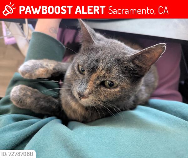 Lost Female Cat last seen Notre Dame Dr, Sacramento, CA 95826
