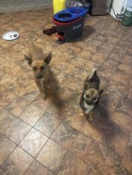 Found/Stray Female Dog last seen Pacheco rd and Huges ln, Bakersfield, CA 93304